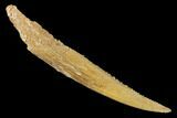 Fossil Shark (Hybodus) Dorsal Spine - Morocco #145377-1